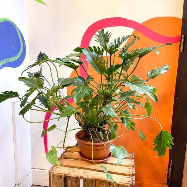 Philodendron xanadu – Sprouts of Bristol