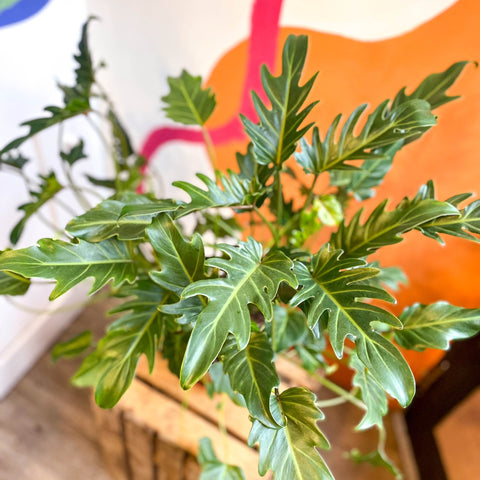 xanadu indoor plant Philodendron xanadu – Sprouts of Bristol