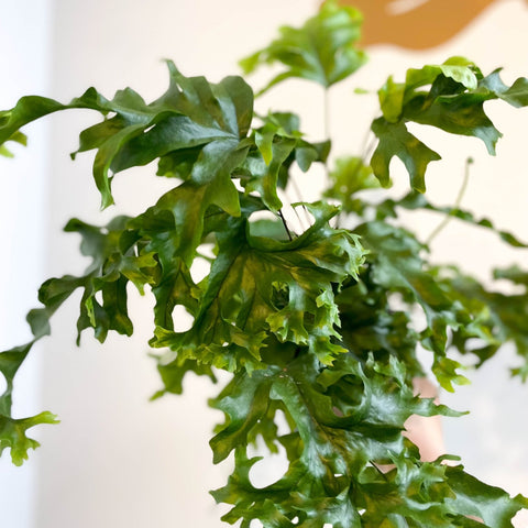 Phlebosia ‘Nicolas Diamond’ - Nicolas Diamond Fern - Sprouts of Bristol