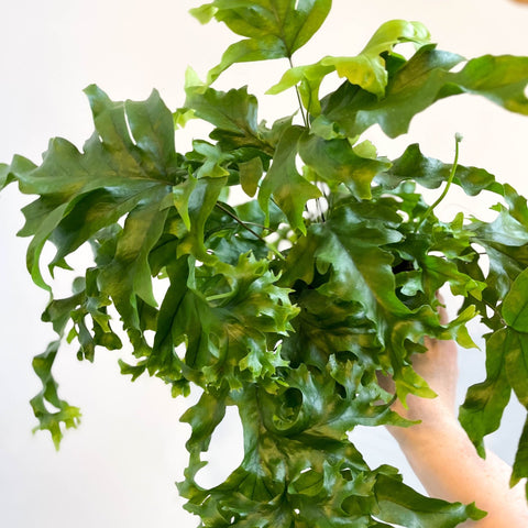 Phlebosia ‘Nicolas Diamond’ - Nicolas Diamond Fern - Sprouts of Bristol