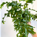 Phlebosia ‘Nicolas Diamond’ - Nicolas Diamond Fern - Sprouts of Bristol