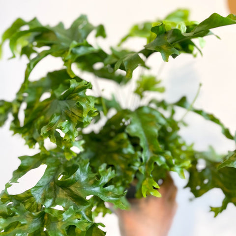 Phlebosia ‘Nicolas Diamond’ - Nicolas Diamond Fern - Sprouts of Bristol