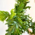 Phlebosia ‘Nicolas Diamond’ - Nicolas Diamond Fern - Sprouts of Bristol