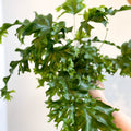 Phlebosia ‘Nicolas Diamond’ - Nicolas Diamond Fern - Sprouts of Bristol