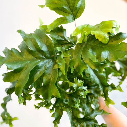 Phlebosia ‘Nicolas Diamond’ - Nicolas Diamond Fern - Sprouts of Bristol