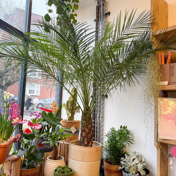 indoor palm plants uk Phoenix roebelenii