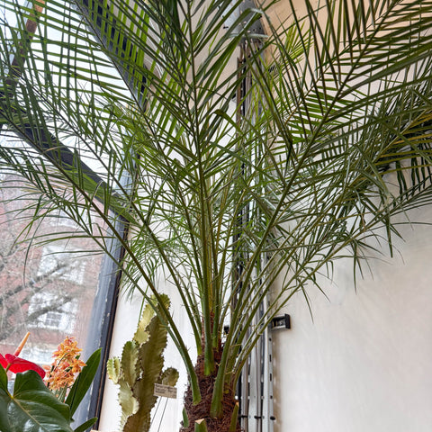 roebelenii palm toxic to cats Phoenix roebelenii