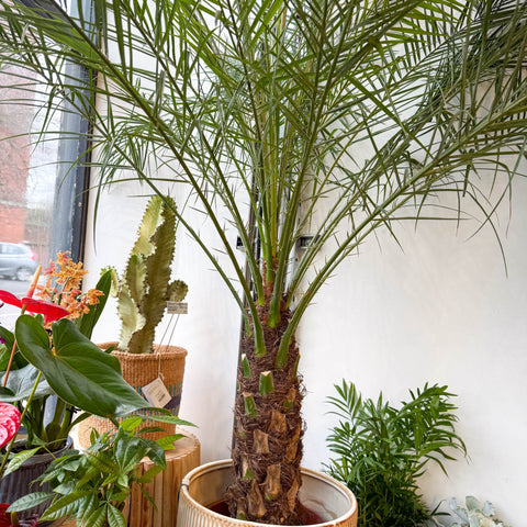 roebelenii palm toxic to cats Phoenix roebelenii