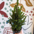 Picea glauca 'Perfecta' - White Spruce - Potted Christmas Tree - Sprouts of Bristol