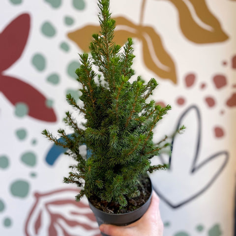 Picea glauca 'Perfecta' - White Spruce - Potted Christmas Tree - Sprouts of Bristol