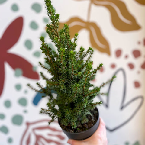 Picea glauca 'Perfecta' - White Spruce - Potted Christmas Tree - Sprouts of Bristol