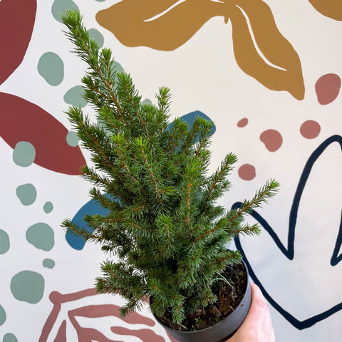 Picea glauca 'Perfecta' - White Spruce - Potted Christmas Tree - Sprouts of Bristol