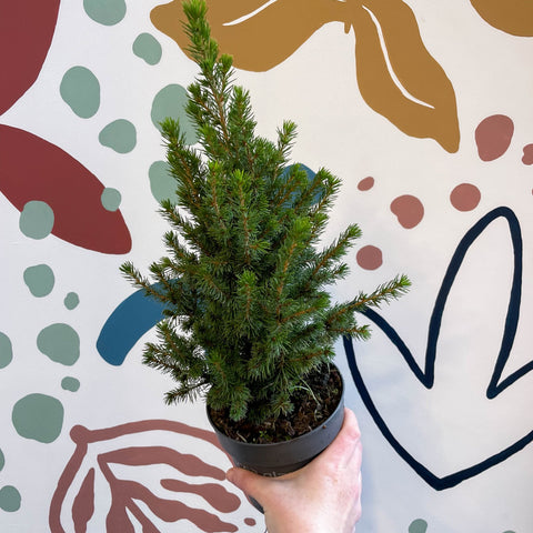 Picea glauca 'Perfecta' - White Spruce - Potted Christmas Tree - Sprouts of Bristol