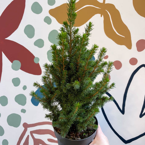 Picea glauca 'Perfecta' - White Spruce - Potted Christmas Tree - Sprouts of Bristol