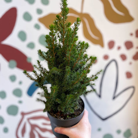 Picea glauca 'Perfecta' - White Spruce - Potted Christmas Tree - Sprouts of Bristol