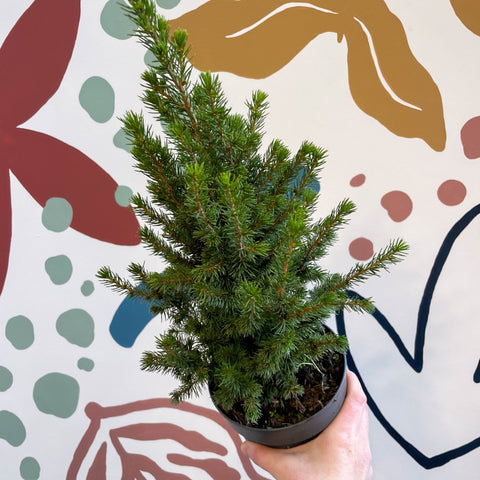 Picea glauca 'Perfecta' - White Spruce - Potted Christmas Tree - Sprouts of Bristol