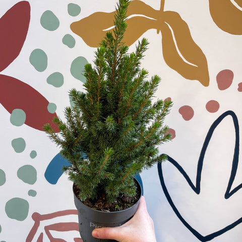 Picea glauca 'Perfecta' - White Spruce - Potted Christmas Tree - Sprouts of Bristol