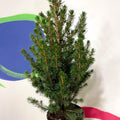 Picea glauca 'Perfecta' - White Spruce - Potted Christmas Tree - Sprouts of Bristol