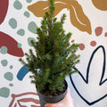 Picea glauca 'Perfecta' - White Spruce - Potted Christmas Tree - Sprouts of Bristol