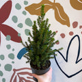 Picea glauca 'Perfecta' - White Spruce - Potted Christmas Tree - Sprouts of Bristol