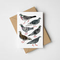 Pigeons Greeting Card - Sprouts of Bristol