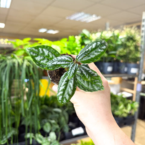 Pilea cadierei – Aluminium Plant - Sprouts of Bristol