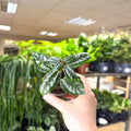 Pilea cadierei – Aluminium Plant - Sprouts of Bristol