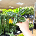 Pilea cadierei – Aluminium Plant - Sprouts of Bristol