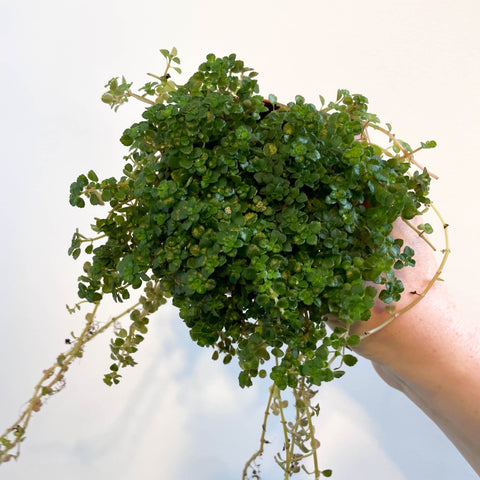 Pilea depressa - Friendship Plant - Sprouts of Bristol