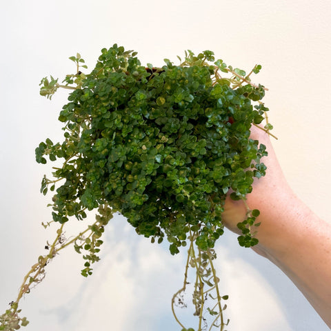 Pilea depressa - Friendship Plant - Sprouts of Bristol