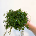 Pilea depressa - Friendship Plant - Sprouts of Bristol