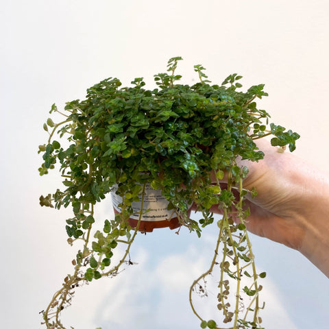 Pilea depressa - Friendship Plant - Sprouts of Bristol