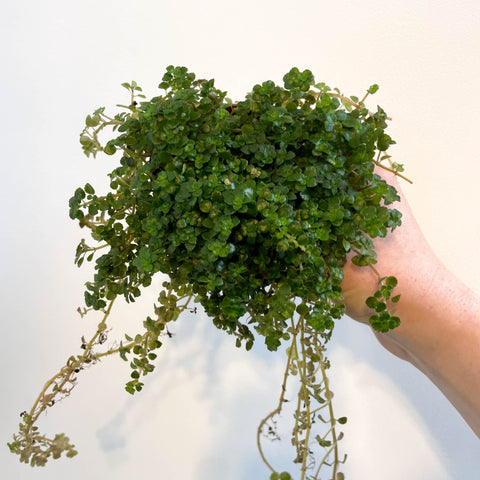 Pilea depressa - Friendship Plant - Sprouts of Bristol