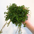 Pilea depressa - Friendship Plant - Sprouts of Bristol