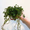 Pilea depressa - Friendship Plant - Sprouts of Bristol