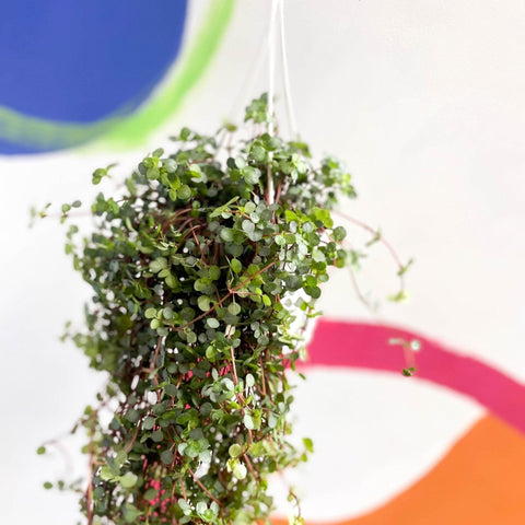 Pilea glaucophylla 'Greyzy' - Silver Sparkle Plant - Sprouts of Bristol