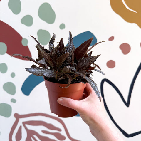 Pilea hitchcockii – Velvet Pilea - Sprouts of Bristol