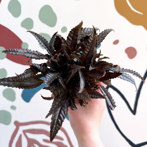 Pilea hitchcockii – Velvet Pilea - Sprouts of Bristol