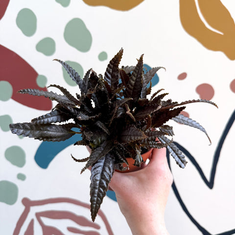 Pilea hitchcockii – Velvet Pilea - Sprouts of Bristol