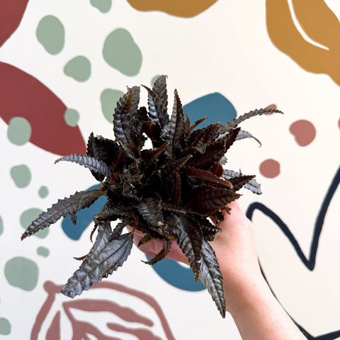 Pilea hitchcockii – Velvet Pilea - Sprouts of Bristol