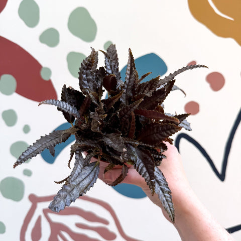 Pilea hitchcockii – Velvet Pilea - Sprouts of Bristol