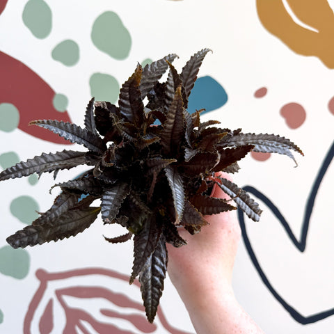 Pilea hitchcockii – Velvet Pilea - Sprouts of Bristol