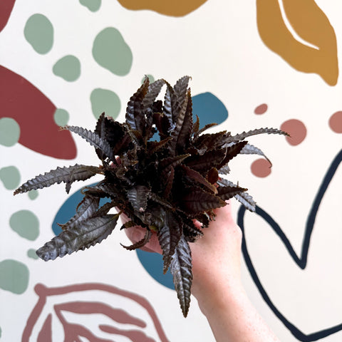 Pilea hitchcockii – Velvet Pilea - Sprouts of Bristol