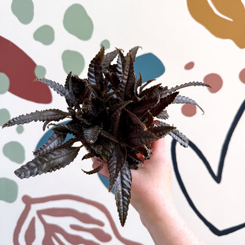 Pilea hitchcockii – Velvet Pilea - Sprouts of Bristol