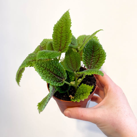 Pilea mollis 'Moon Valley' - Friendship Plant - Sprouts of Bristol