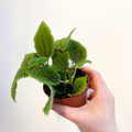 Pilea mollis 'Moon Valley' - Friendship Plant - Sprouts of Bristol