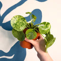 Pilea peperomioides ‘Mojito’ - Variegated Chinese Money Leaf - Sprouts of Bristol