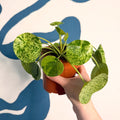Pilea peperomioides ‘Mojito’ - Variegated Chinese Money Leaf - Sprouts of Bristol