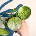 Pilea peperomioides ‘Mojito’ - Variegated Chinese Money Leaf - Sprouts of Bristol