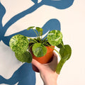 Pilea peperomioides ‘Mojito’ - Variegated Chinese Money Leaf - Sprouts of Bristol